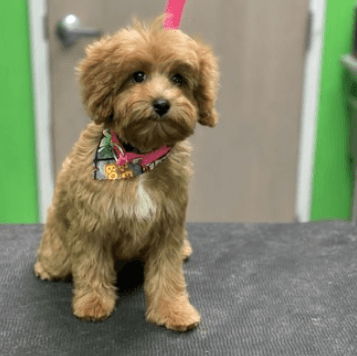 Pampered Pets, Perfect Styles: Discover Designer Paws Salon in Ohio